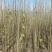 【热卖】107速生杨，杨树苗基地现货直发品质好价格实惠