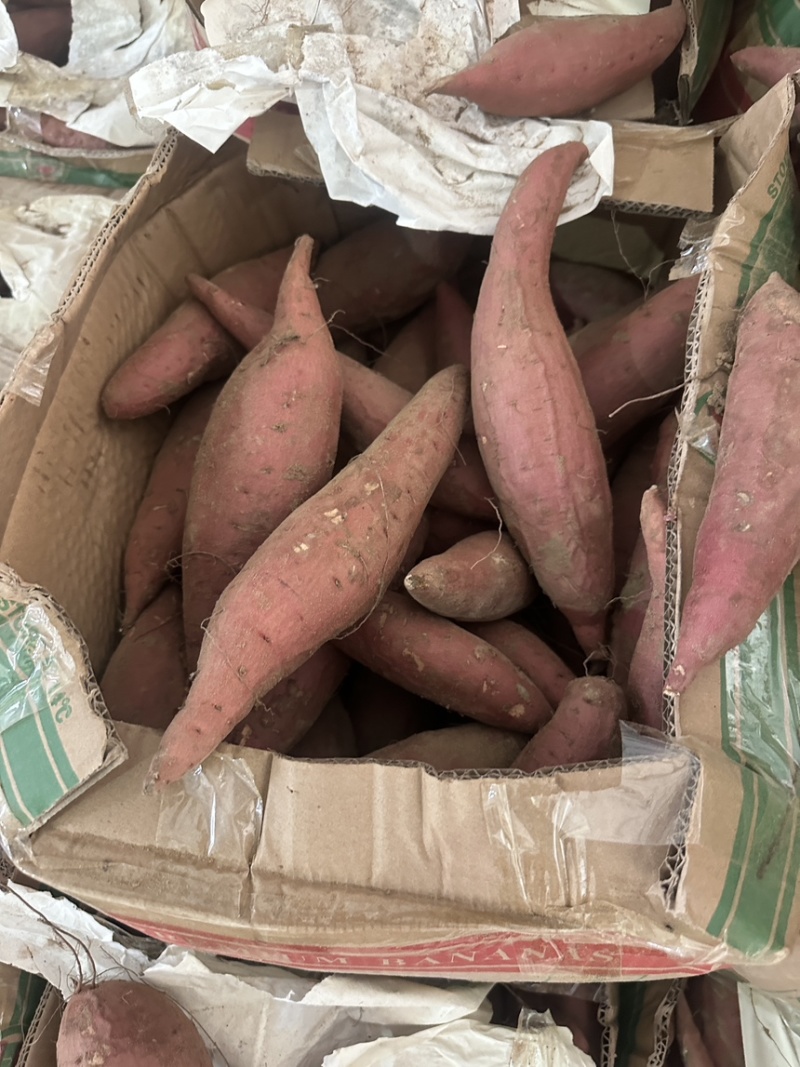 祥符区精品西瓜红大量供应，保质保量，一手货源