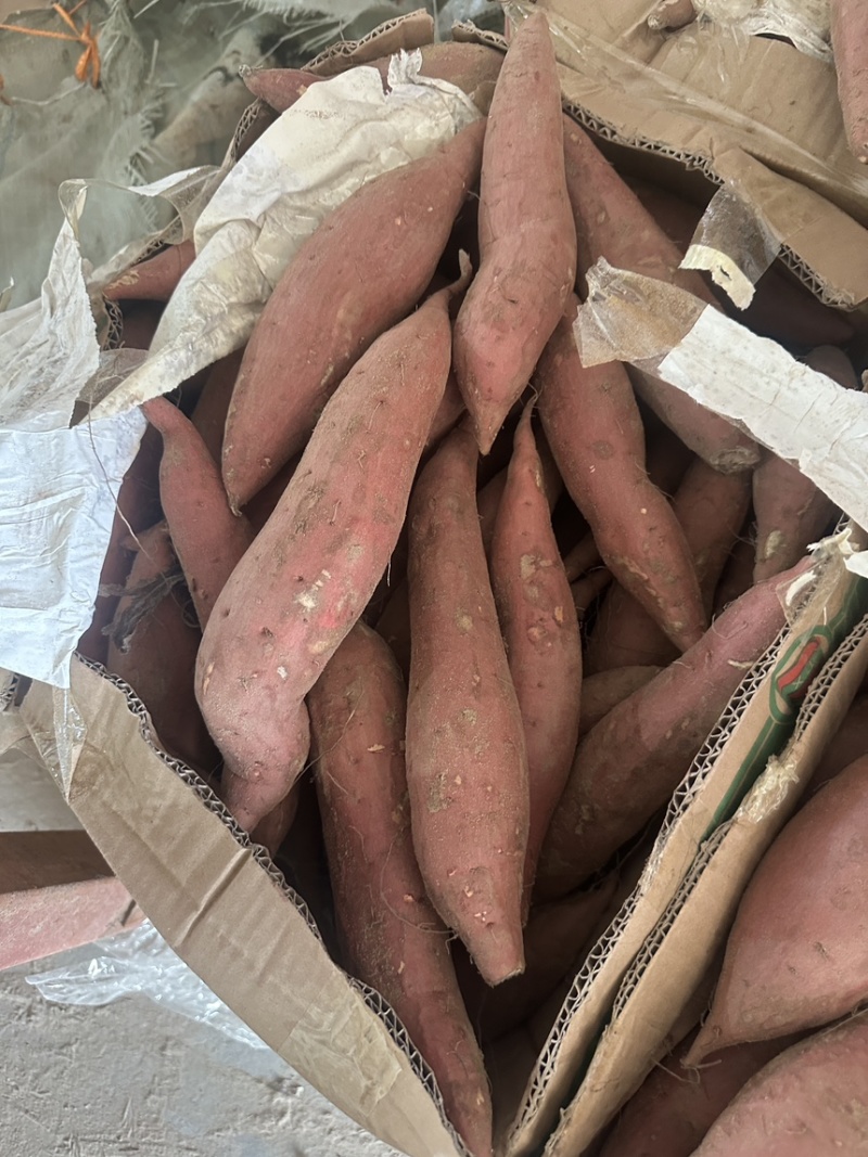 祥符区精品西瓜红大量供应，保质保量，一手货源