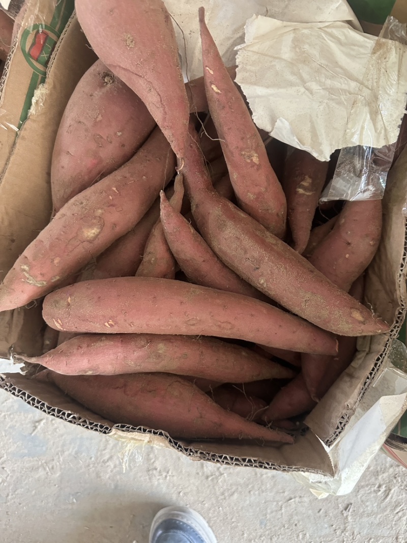 祥符区精品西瓜红大量供应，保质保量，一手货源