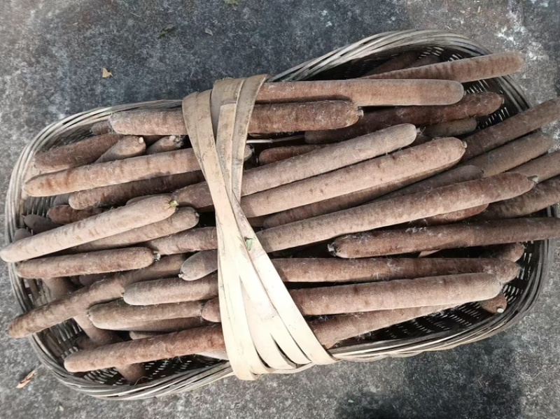 蒲棒保质保量大量有货欢迎前来咨询