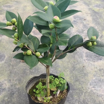 香妃茶花粉色花朵室内外耐寒耐热