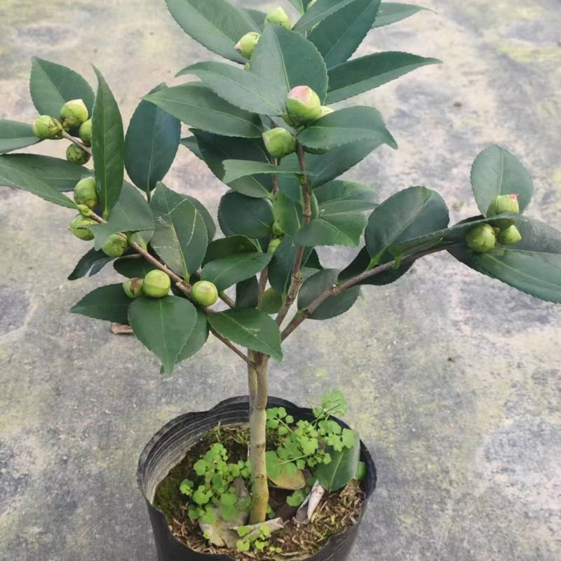 香妃茶花粉色花朵室内外耐寒耐热