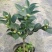 香妃茶花粉色花朵室内外耐寒耐热