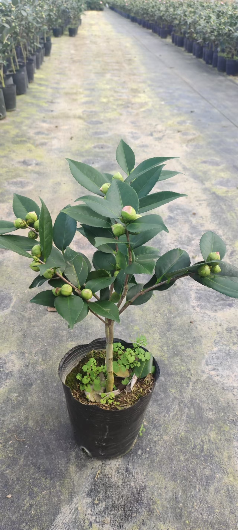 香妃茶花粉色花朵室内外耐寒耐热