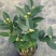 香妃茶花粉色花朵室内外耐寒耐热