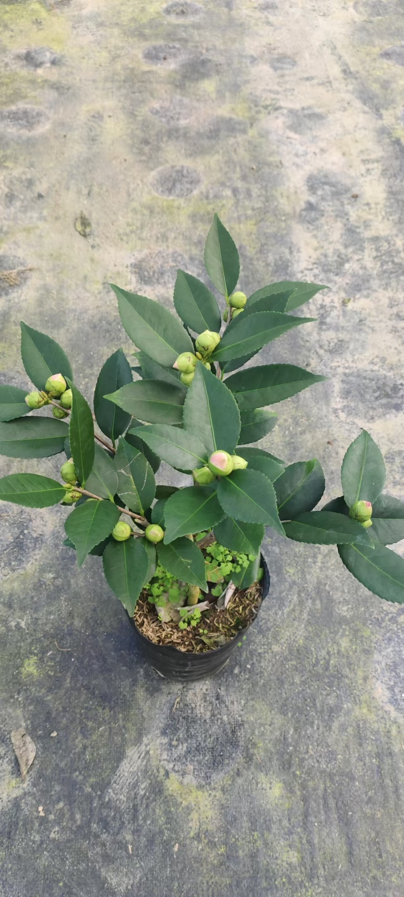 香妃茶花粉色花朵室内外耐寒耐热