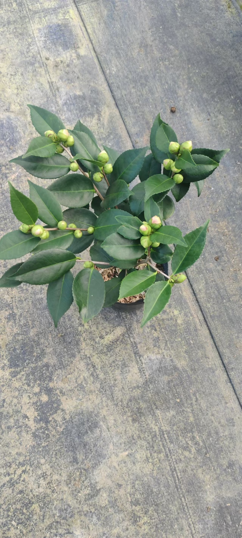 香妃茶花粉色花朵室内外耐寒耐热