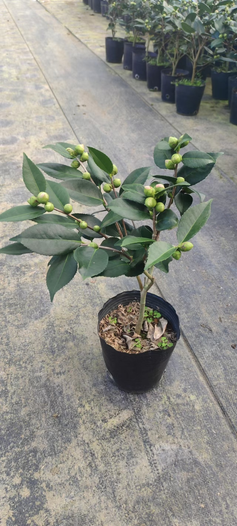 香妃茶花粉色花朵室内外耐寒耐热