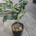 香妃茶花粉色花朵室内外耐寒耐热
