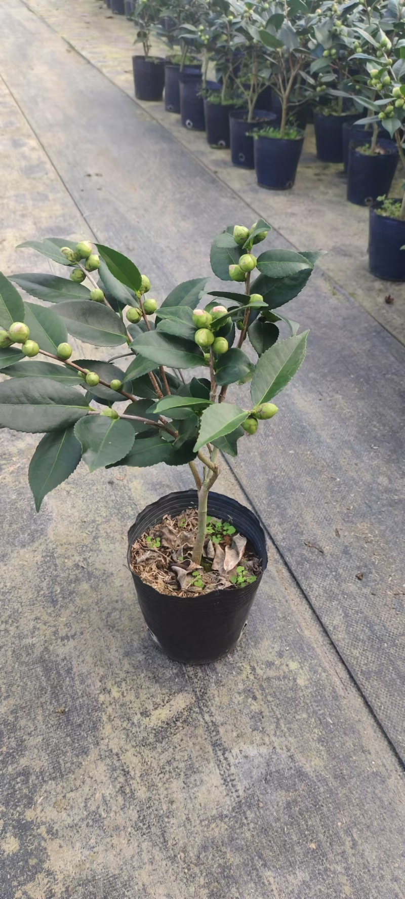 香妃茶花粉色花朵室内外耐寒耐热