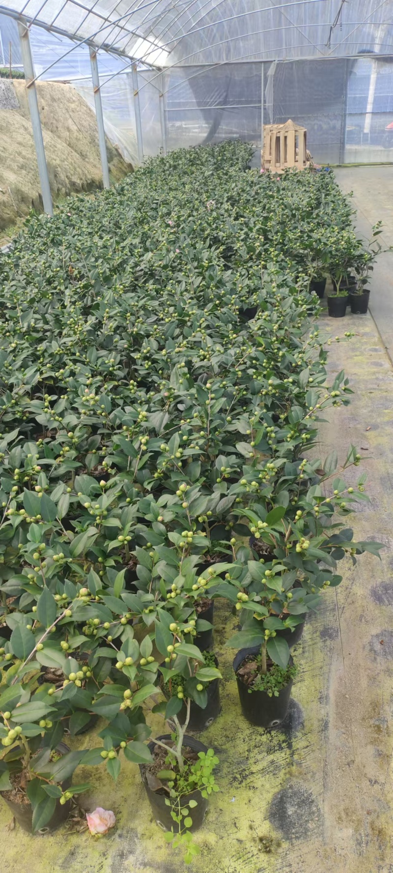 香妃茶花粉色花朵室内外耐寒耐热