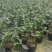 香妃茶花粉色花朵室内外耐寒耐热