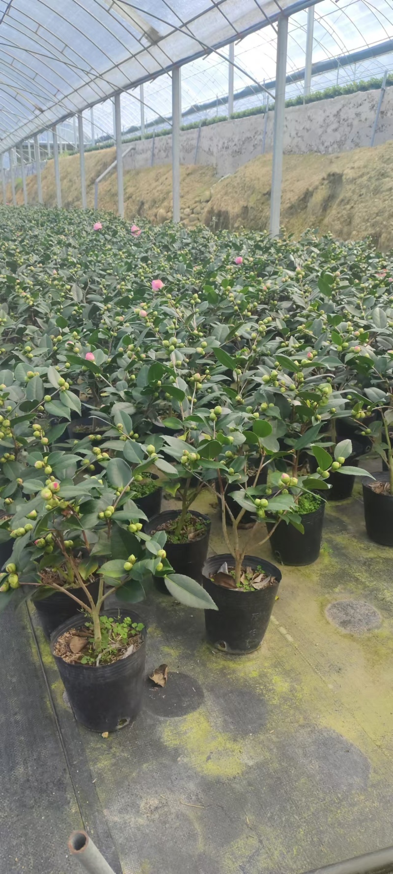 香妃茶花粉色花朵室内外耐寒耐热