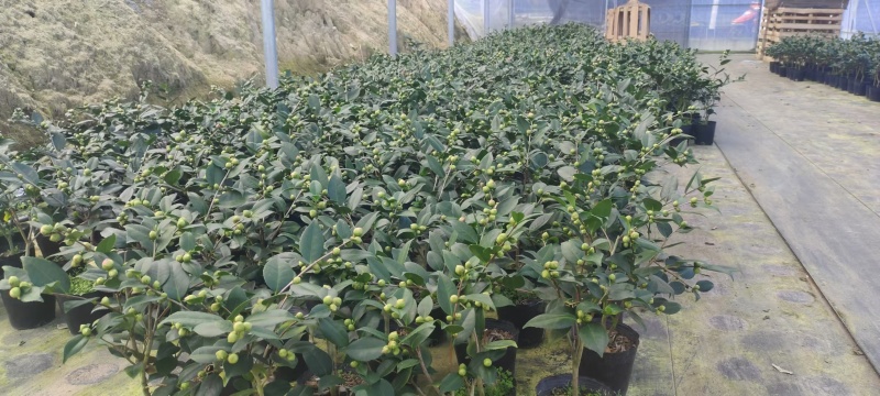 香妃茶花粉色花朵室内外耐寒耐热