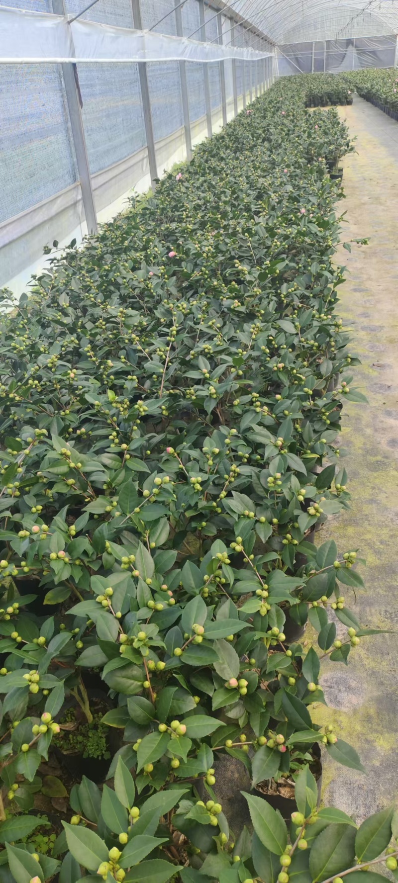 香妃茶花粉色花朵室内外耐寒耐热