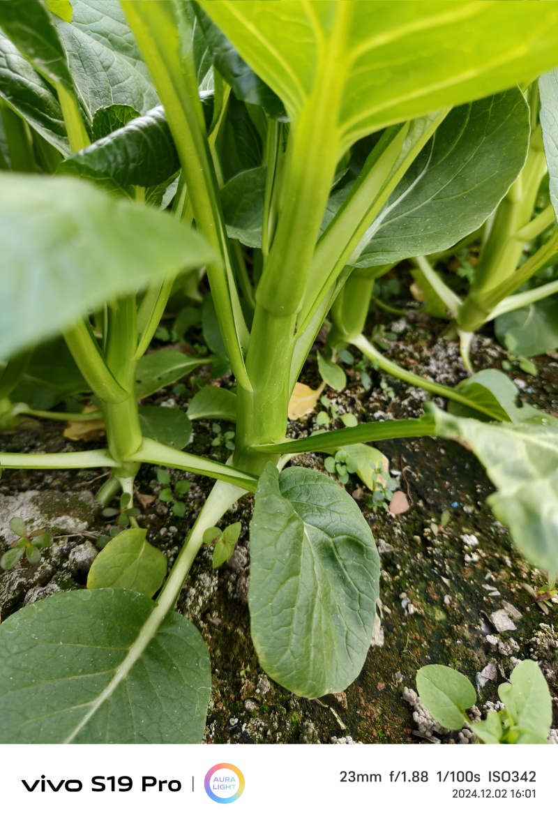 菜心有货。