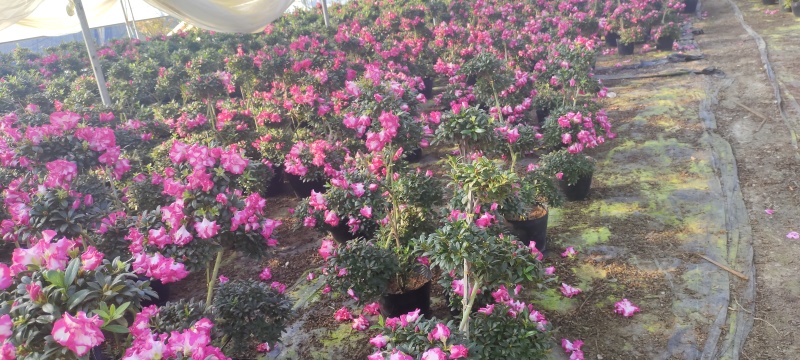 游龙杜鹃花造型室内外耐寒耐热