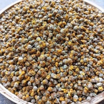 野菊花正宗野生干菊花无硫无添加足干过筛24新货批发
