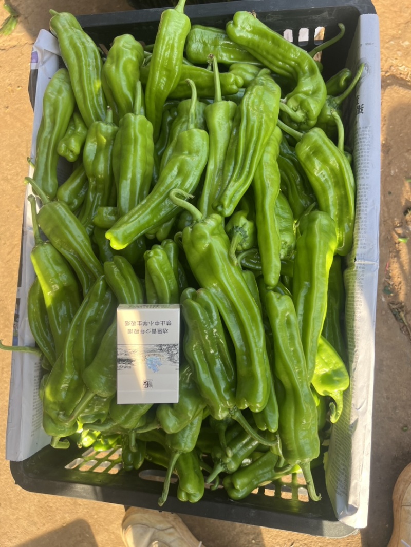 鲜辣椒，芜湖椒，薄皮椒，炮王，欢迎大家来咨询