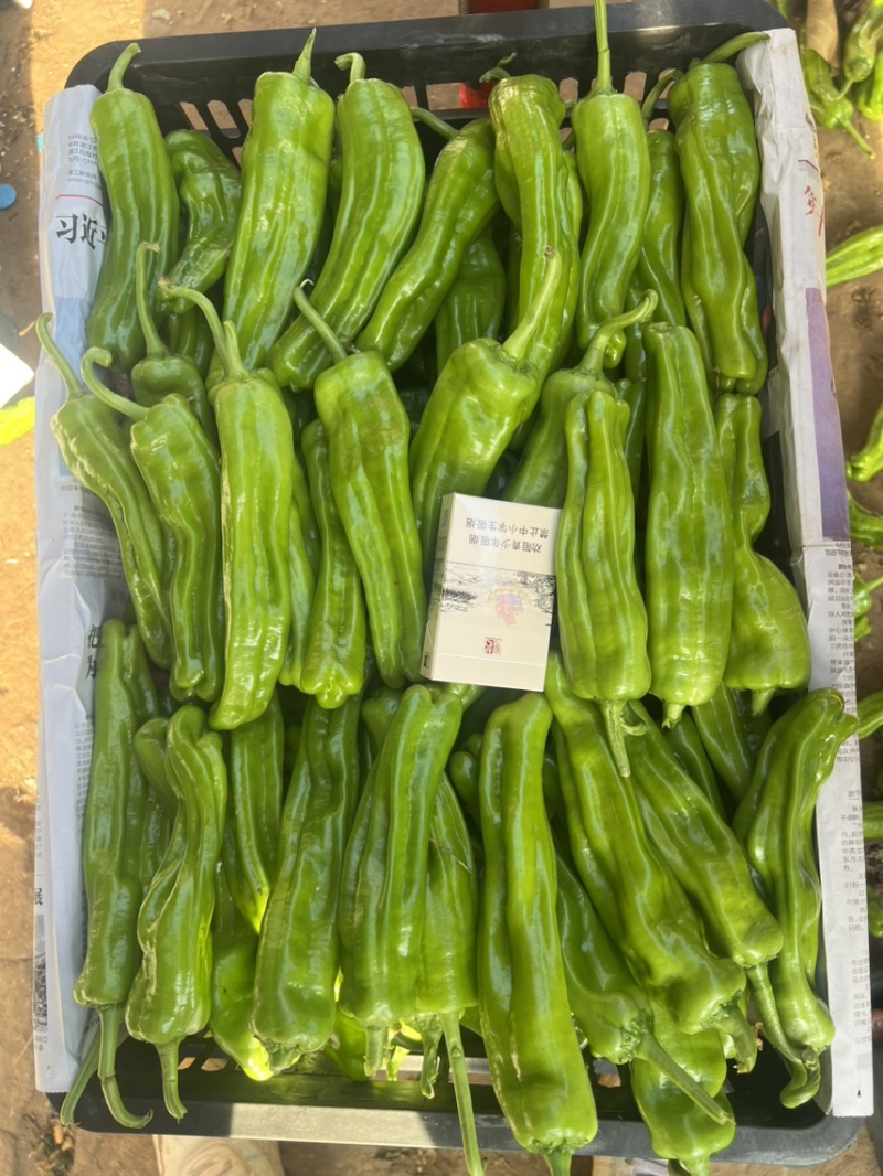 鲜辣椒，芜湖椒，薄皮椒，炮王，欢迎大家来咨询