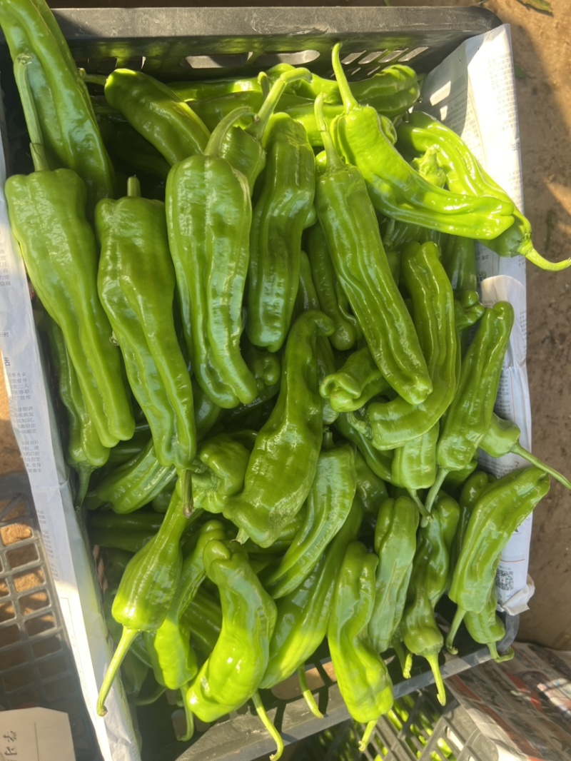 鲜辣椒，芜湖椒，薄皮椒，炮王，欢迎大家来咨询