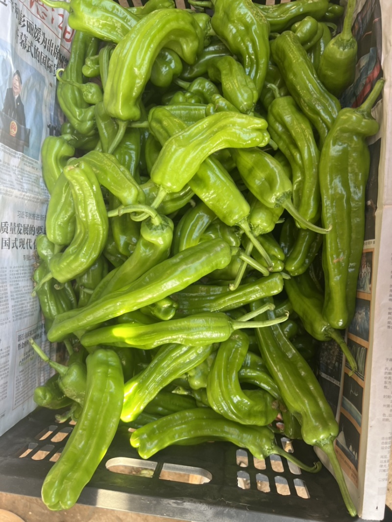 鲜辣椒，芜湖椒，薄皮椒，炮王，欢迎大家来咨询