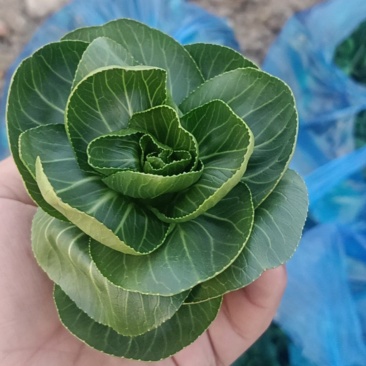 精品矮脚青