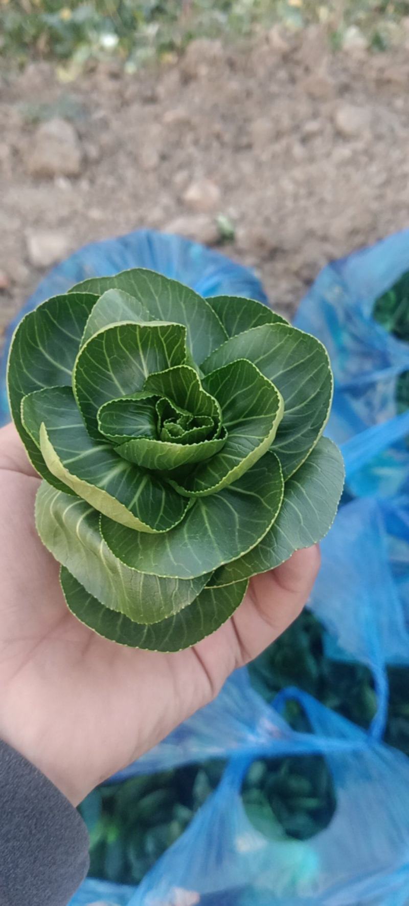 精品矮脚青