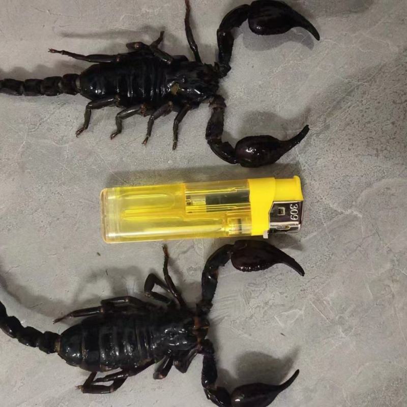 雨林蝎