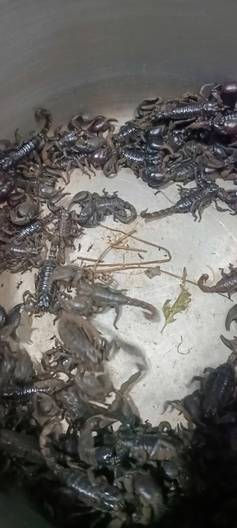雨林蝎
