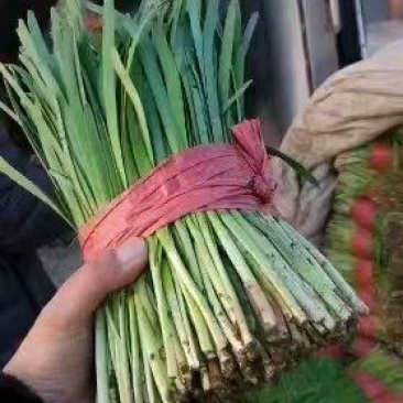河北大叶韭菜大量供应价格优惠量大从优欢迎合作