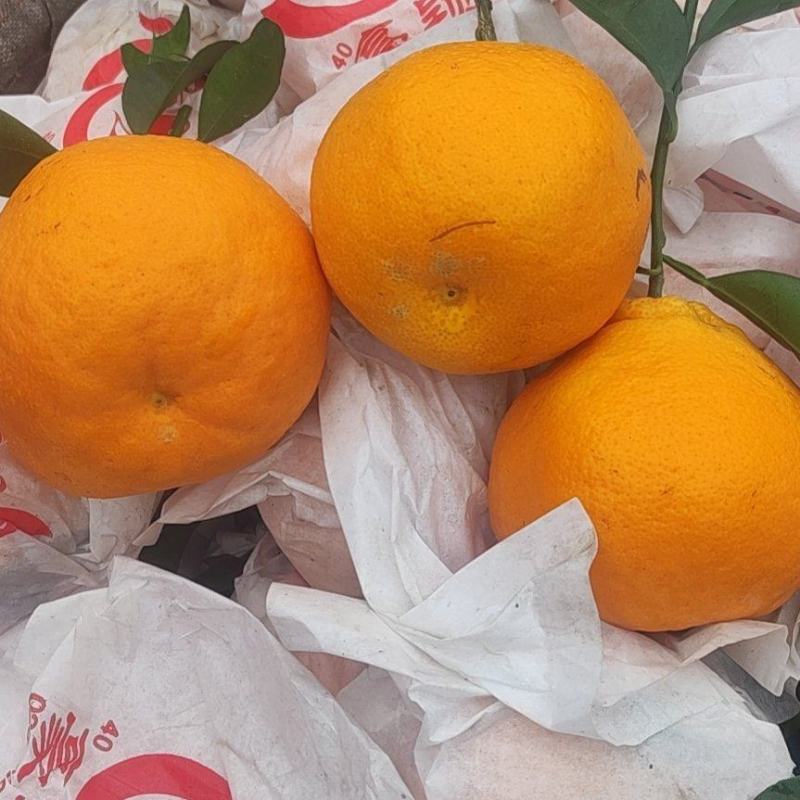 【春见柑橘】精品柑橘，产地直发货源充足，可视频看货