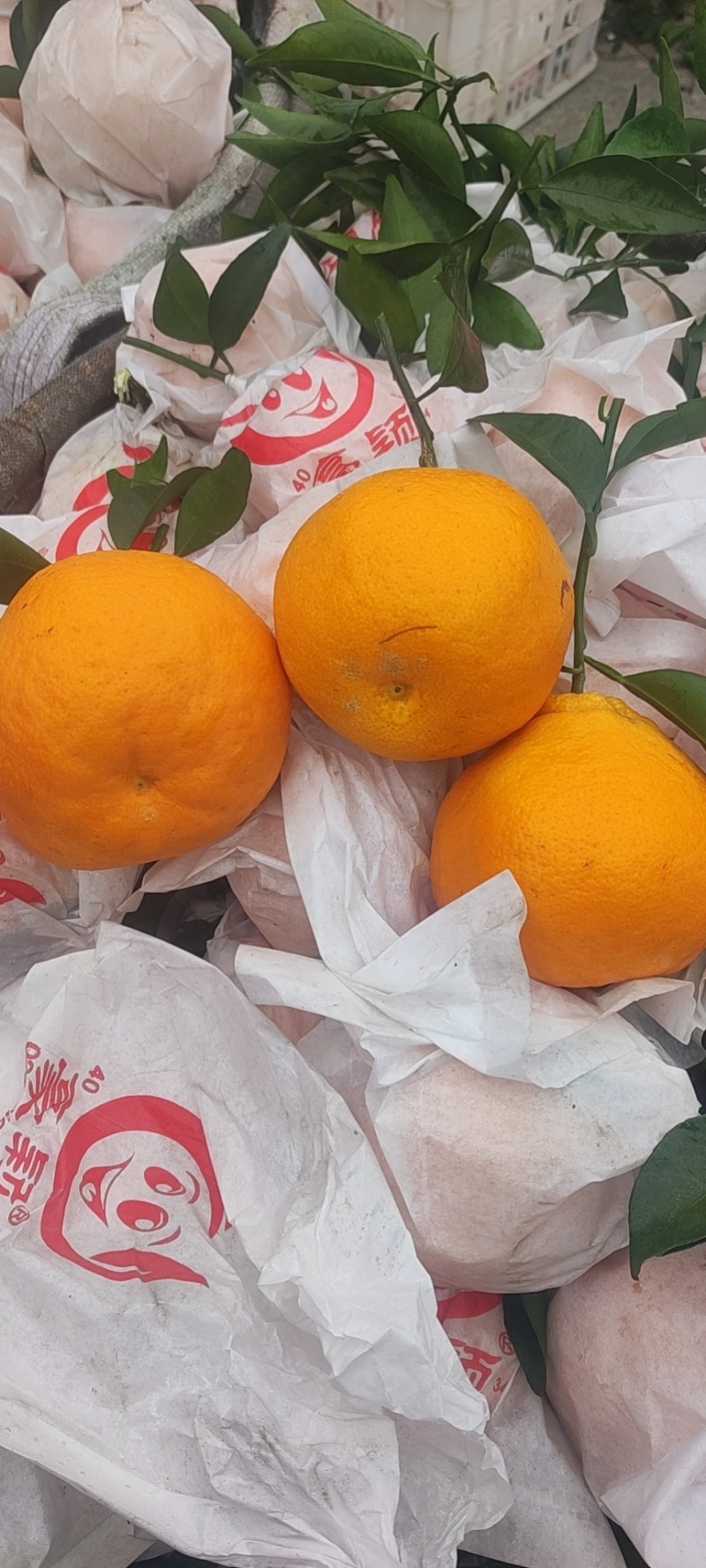 【春见柑橘】精品柑橘，产地直发货源充足，可视频看货