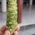 山葵鲜货