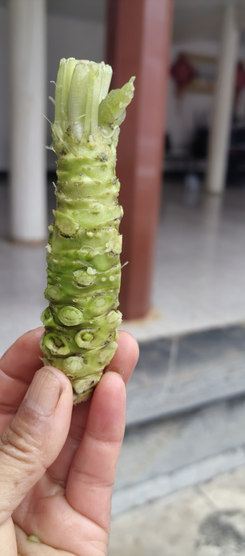 山葵鲜货
