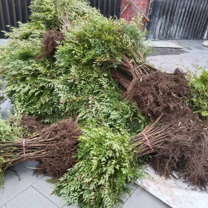 南天竹苗/1年2年都有/自家种植/价格便宜/欢迎来电