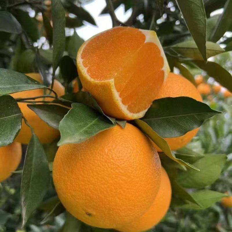 【推荐】湖北九月红果冻橙，皮薄多汁，水足纯甜，全国可发