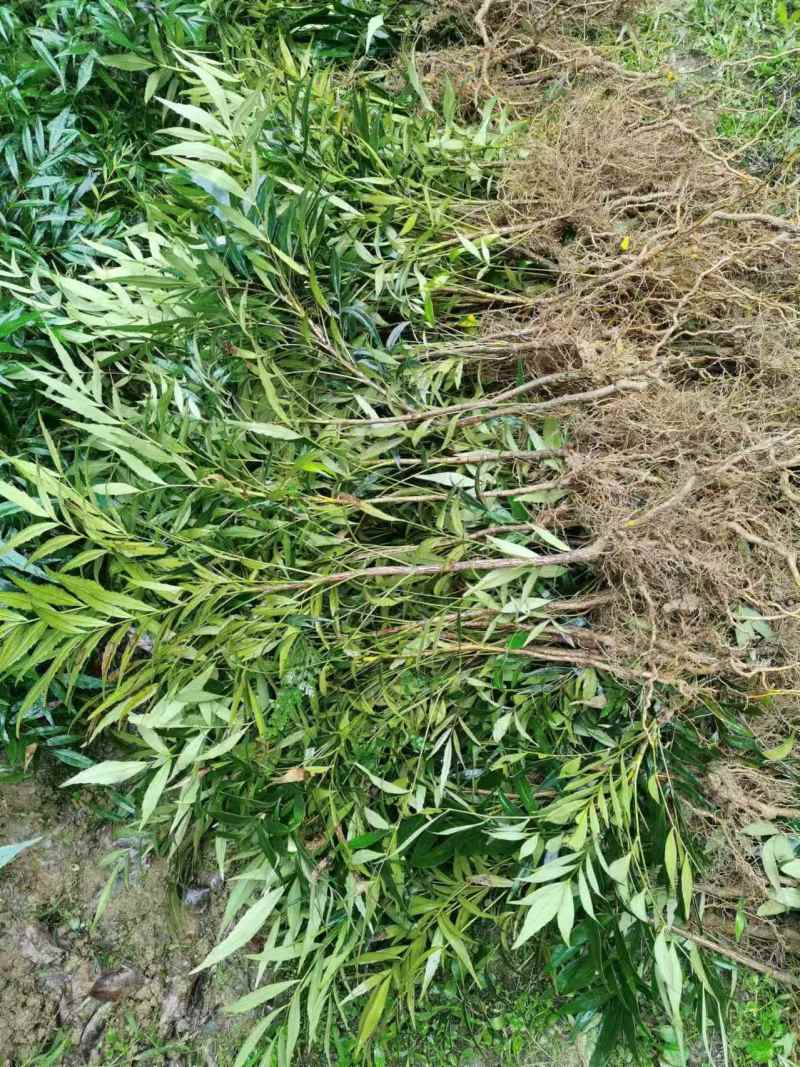 十大功劳/自家基地/1年2年都有/欢迎采购商来电