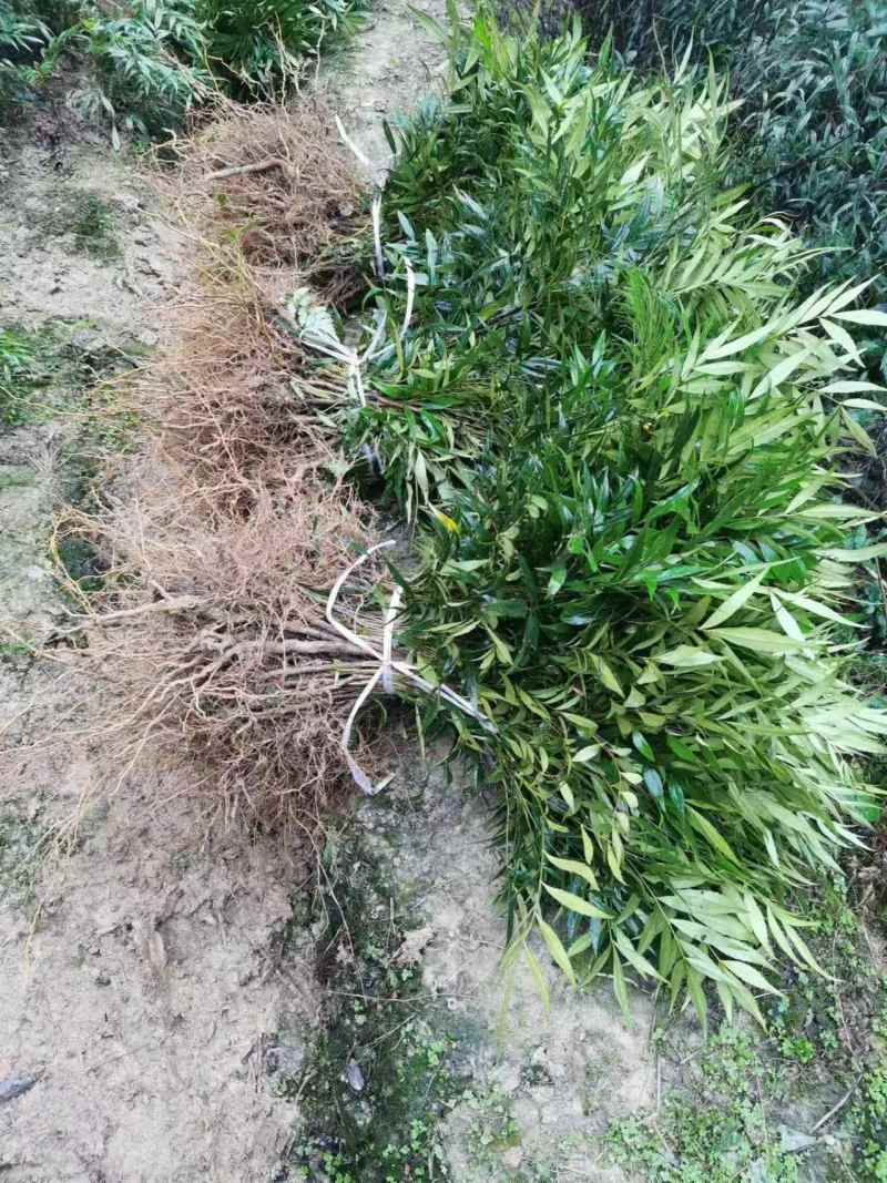 十大功劳/自家基地/1年2年都有/欢迎采购商来电
