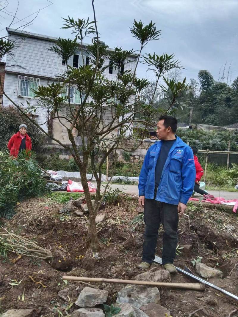 十大功劳/自家基地/1年2年都有/欢迎采购商来电