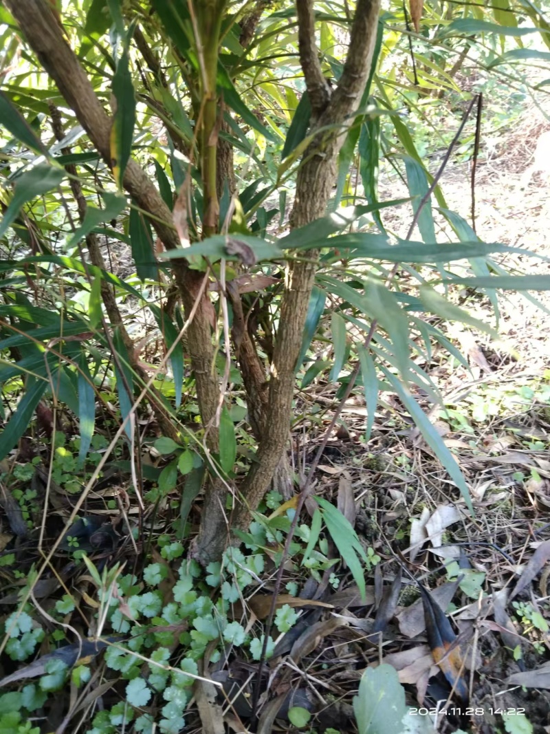 十大功劳/自家基地/1年2年都有/欢迎采购商来电