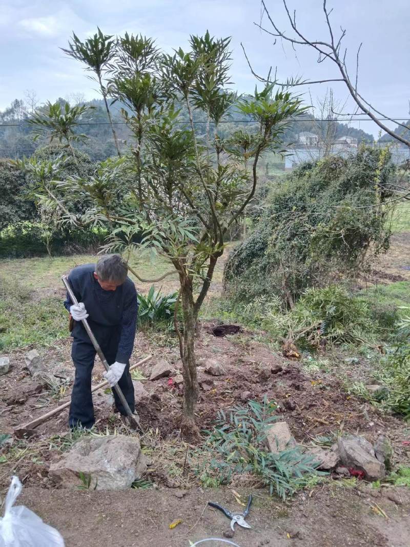 十大功劳/自家基地/1年2年都有/欢迎采购商来电