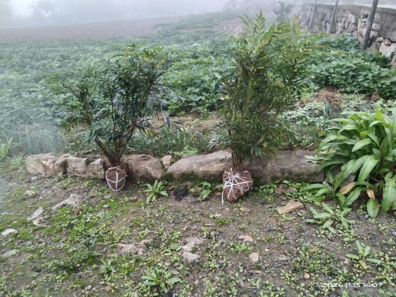 十大功劳/自家基地/1年2年都有/欢迎采购商来电