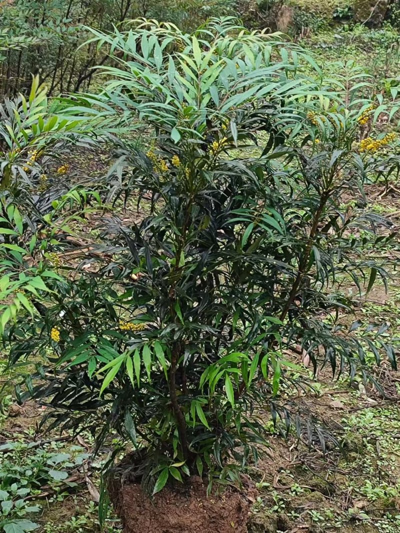 十大功劳/自家基地/1年2年都有/欢迎采购商来电