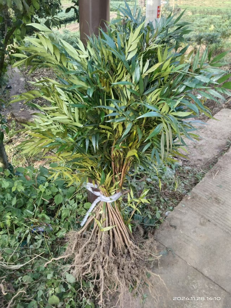 十大功劳/自家基地/1年2年都有/欢迎采购商来电
