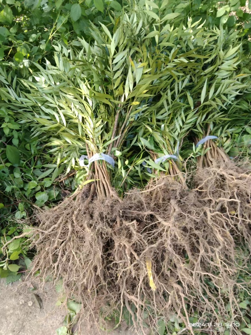 十大功劳/自家基地/1年2年都有/欢迎采购商来电