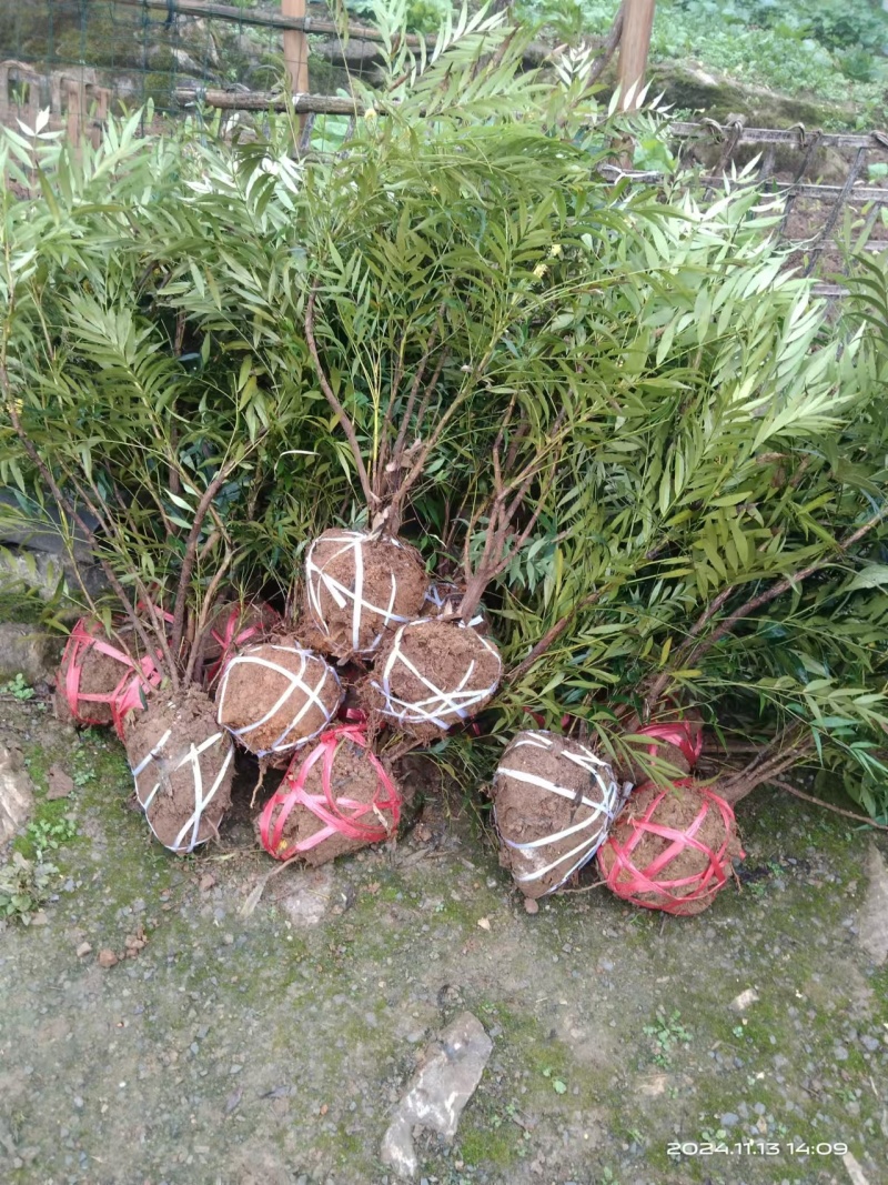 十大功劳/自家基地/1年2年都有/欢迎采购商来电