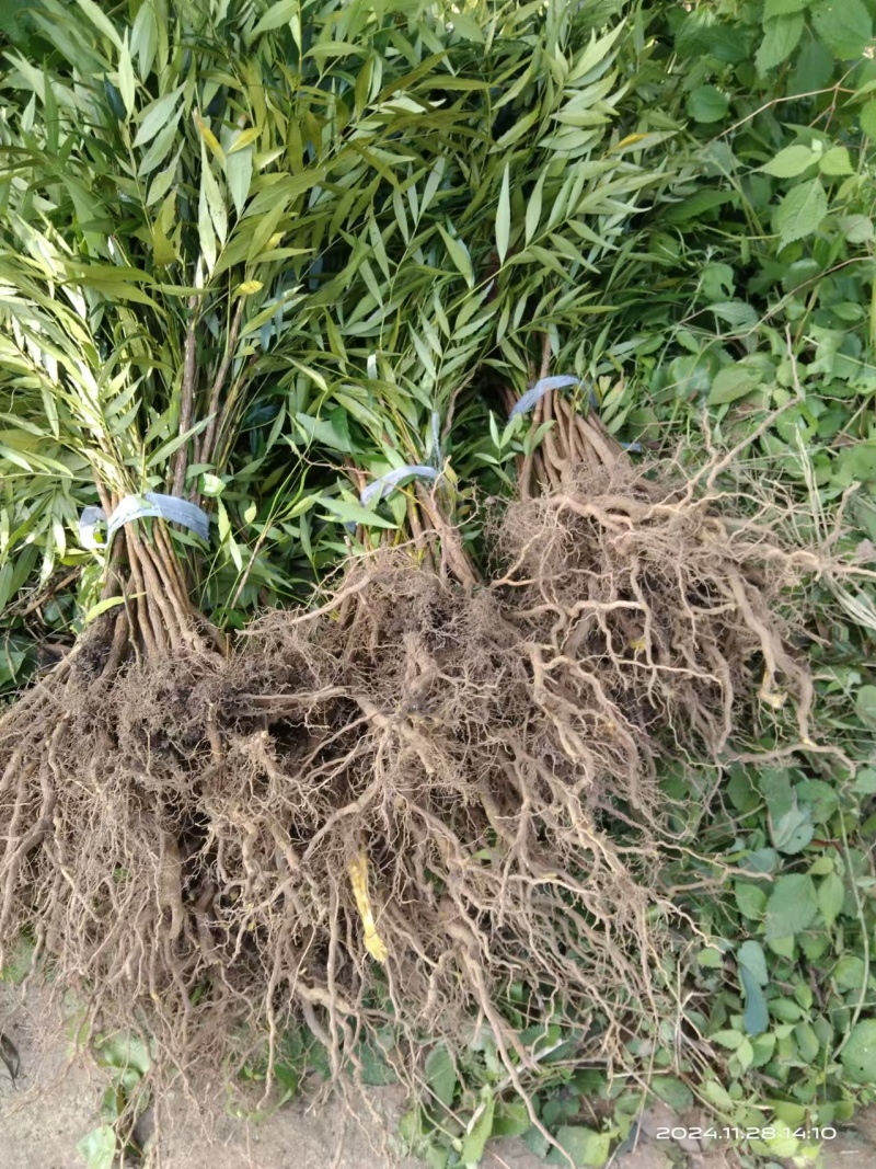 十大功劳/自家基地/1年2年都有/欢迎采购商来电