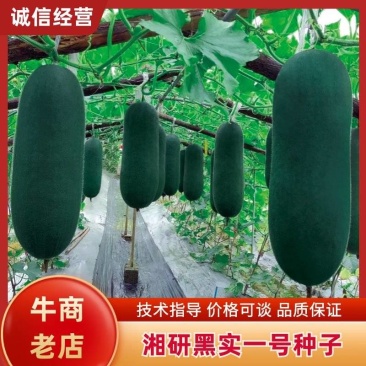 湘研黑实一号黑皮冬瓜种子品质高耐储运出芽率高
